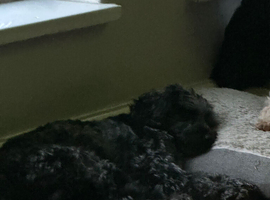 18 month old dog