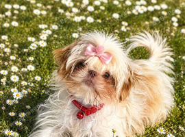 Reduced KC registered IMPERIAL SHIH TZU female puppy