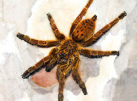 OBT USAMBARA Orange, P MURINUS