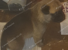 Belgian shepard x dutch shepard puppies