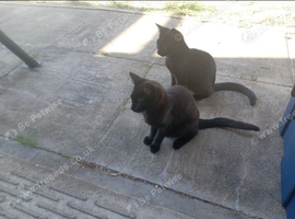 RARE BLACK TABBY KITTENS
