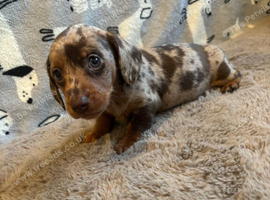 Dachshund puppies