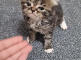 4 stunning kittens