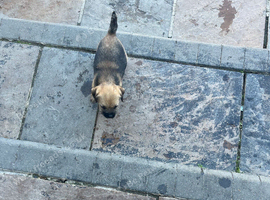 Border terrier