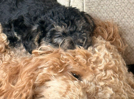 Miniature poodle X terrier poodle puppies