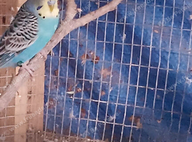 2 blue budgies