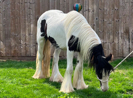 Black and white gelding