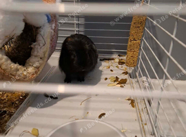 2 male guinea pigs around 6 month