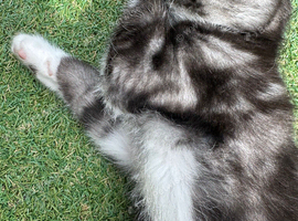 Gorgeous male kitten