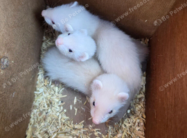 3/4 micro ferret kits