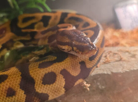 Cb23 ball python