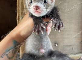 Pole cat x silver semi angora kits