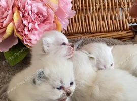 BEAUTIFUL PURE BRED BSH TEDDY BEARS RARE SEAL LYNX