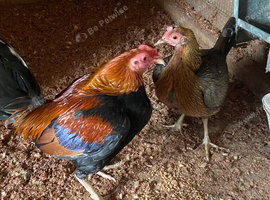 Pair of Old English Game Bantams chickens