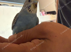 Hand Tame Budgies