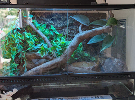 Breeding pair Santa Isabel