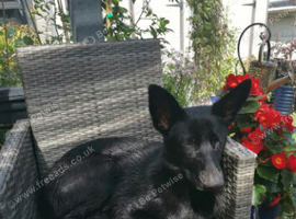 Belgium Malinois