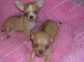 Small Chihuahua puppies male/female