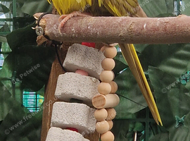 1 female kakariki &pound;50