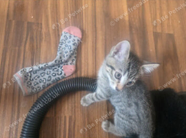 Beautiful female kitten for sell