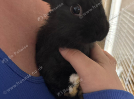 Baby rabbits and mother