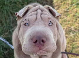 Sharpei Puppy