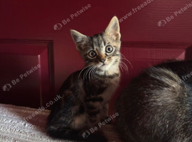Kittens for sale
