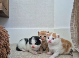 ONLY 3 Kittens Left - can leave in 4 weeks