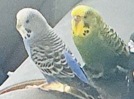 two pretty blue and white with yellow and green budgies
