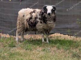 Jacob sheep for sale