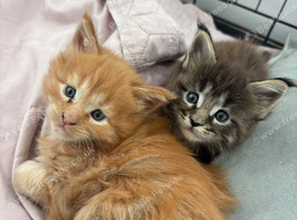 Mainecoon kittens