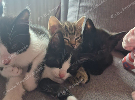 Lovely kittens ready for new forever home