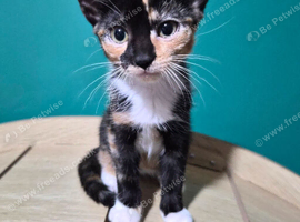 Tortoiseshell Cat (Kittens)