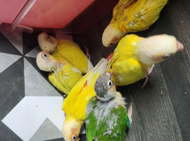 Hand reared baby conures