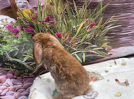 WANTING A MINI PLUSH LOP DOE