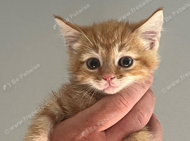 Mixed breed kittens