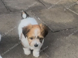 chihuahua x Jack russell pups