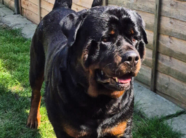 Rottweiler for stud