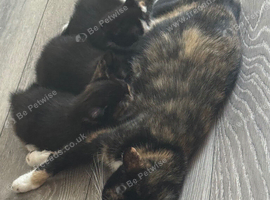 Cute kittens are looking for a home