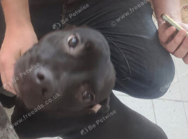 Staffordshire Bull Terrier
