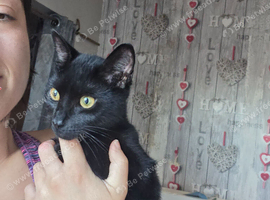 6 month old kitten