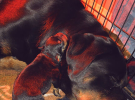 Rottweiler pup