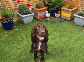 Beautiful Sprocker Male. 12 months