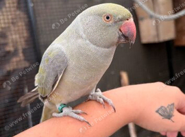 Trio of ringnecks