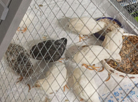 Tiny Button Quails FEMALES group of 6 girls in pure white colour &pound;60 the group 1 x male for &pound;5 if needed
