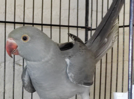 Beautiful Indian Ringneck baby