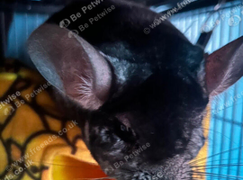 Male chinchilla with everything needed