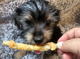 Yorkshire terrier puppies