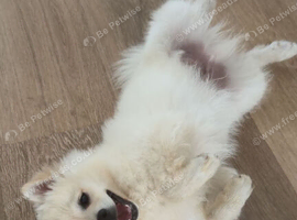 Mylo looking for a loving home