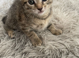 Stunning little boy